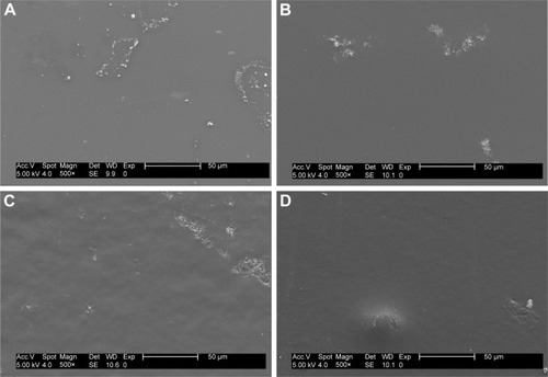 Figure 6 SEM images of (A) pHEMA coatings; (B) pHEMA + HA coatings; (C) pHEMA + APNPs coatings; and (D) pHEMA + HA + APNPs coatings.Abbreviations: SEM, scanning electron microscope; pHEMA, 2-hydroxyethyl methacrylate; HA, hydroxyapatite; APNP, amphiphilic peptide nanoparticle.