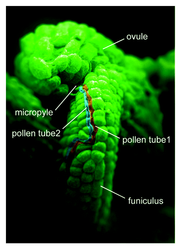 Figure 1. Two pollen tubes inserted in a single ovule. Scanning electron micrograph of wild-type ovules crossed with +/hap2-1 pollen. Two pollen tubes (colored red and blue) grow along the funiculus and then enter the micropyle.