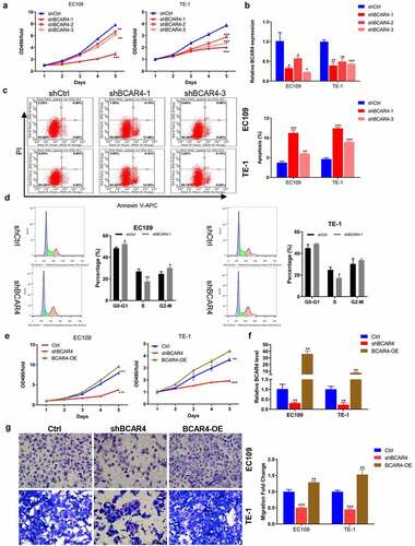 Figure 2. BCAR4 promotes ESCC cell proliferation and migration. (a) The viability of BCAR4 knockdown EC109 and TE-1 cells was detected by MTT assay, compared with the control(shCtrl) group. n = 3, **p < 0.01, ***p < 0.001. (b) Relative expression of BCAR4 was assayed in EC109 and TE-1 cells infected with shBCAR4 or shCtrl by RT-qPCR. n = 3, *p < 0.05, **p < 0.01, ***p < 0.001. (c) Cell apoptosis rates in BCAR4 silenced EC109 and TE-1 cells were analyzed by flow cytometry analysis, compared with the shCtrl group. n = 3, **p < 0.01, ***p < 0.01. (d) Cell cycle in BCAR4 silenced EC109 and TE-1 cells were analyzed by flow cytometry analysis, compared with the shCtrl group. n = 3, *p < 0.05, **p < 0.01. (e) The viability of EC109 and TE-1 cells was stronger in the BCAR4-OE group but weaker in the shBCAR4 group, compared with the Ctrl (GFP-vector) group. n = 3, **p < 0.01, ***p < 0.001. (f) The PCR results showed that ESCC cell lines were successfully infected with BCAR4-OE lentivirus or shBCAR4 lentivirus, compared with the Ctrl group. n = 3, **p < 0.01. (g) The migration cells were obviously more in the BCAR4-OE group, while the migration cells were less in the shBCAR4 group. n = 3, **p < 0.01, ***p < 0.001, compared with the Ctrl group