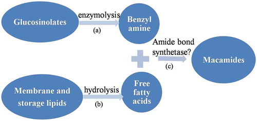 Figure 1. Putative mechanism of macamide biosynthesis.