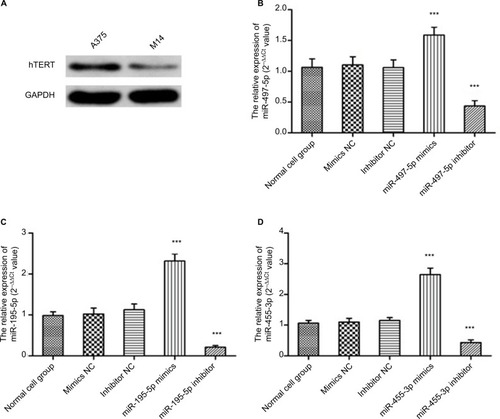 Figure 3 hTERT protein expressions levels in melanoma cell lines and transfection efficiency.Notes: (A) hTERT protein expressions in A375 cells and M14 cells were detected by Western blot. The expression levels of miR-497-5p (B), miR-195-5p (C), and miR-455-3p (D) after transfection were determined by q-PCR. All data are presented as mean±SD, and all of these experiments were performed in triplicate. ***p<0.001, compared to control groups.Abbreviations: hTERT, human telomerase reverse transcriptase; NC, negative control; GAPDH, glyceraldehyde-3-phosphate dehydrogenase; q-PCR, quantitative real-time polymerase chain reaction.