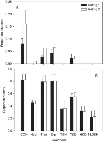 FIGURE 4 Proportion of cv. Strawberry Festival leaves with symptoms of angular leaf spot (A) and the proportion of surviving plants rated as healthy (B) (i.e., not stunted or killed) in field experiments investigating the effects of heat treatment at 44°C for 4 hr (Heat), the removal of remnant leaf and petiole tissue (Trim), a 5-min dip in a 10% solution of chlorine bleach (Dip), and all possible combinations of the three treatments. An untreated control was also included (CON). Each bar represents the proportion or mean of four replicate plots of 20 plants each, along with the standard error. Filled bars represent the first disease rating taken 43 days after planting, and the open bars represent the second disease rating taken 53 days after planting. The experiment was conducted at USHRL in Fort Pierce, FL.