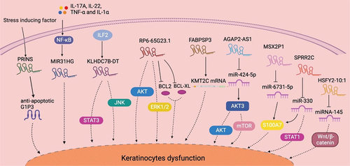 Figure 1. Summary of lncRNA-mediated mechanism that contributes to keratinocyte dysfunction. The stress-induced psoriasis susceptibility-associated gene PRINS promotes keratinocyte proliferation by enhancing the expression of the anti-apoptotic protein GIP3. The NF-κB signaling-dependent expression of MIR31HG directly contributes to keratinocyte proliferation. KLHDC7B-DT, which is induced by ILF2, promotes keratinocyte proliferation by activating the STAT3–JNK pathway. RP6-65G23.1 promotes keratinocyte proliferation by activating the ERK and AKT signaling pathways while inhibiting apoptosis by inactivating Bcl2 and Bcl-xl. FABPSP3 enhances keratinocyte proliferation by maintaining KMT2C mRNA stability. AGAP2-AS1 activates the AKT–Mtor pathway by acting as a ceRNA to AKT3 by sponging miR−424-5p. MSX2P1 acts as a ceRNA to S100A7 by competitively binding to miR−6731-5p, thereby accelerating keratinocyte proliferation. SPRR2C promotes keratinocyte proliferation by sponging miR−330 and activates STAT1 and S100A7 expression. HSFY2–10:1 contributes to keratinocyte proliferation by binding with miR−145, which inhibits cell proliferation and promotes apoptosis by regulating the Wnt–β-catenin signaling pathway. AKT: AKT serine/threonine kinase 1; ceRNA: competitive endogenous RNA; ERK: extracellular regulated kinase; ILF2: interleukin enhancer binding factor 2; IL−17A: interleukin 17A; JAK: Janus kinase; KMT2C: lysine methyltransferase 2C; mTOR: mechanistic target of rapamycin kinase; NF-κB: nuclear factor κB; PRINS: psoriasis susceptibility-related RNA gene induced by stress; STAT: signal transducer and activator of transcription; TNF-α: tumor necrosis factor α.