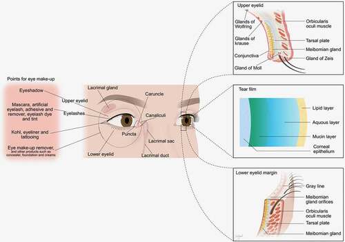 Figure 1. Anatomy of internal and external parts of eye and periorbital area, and points for eye makeup along with the artificial eyelash, adhesive and remover.