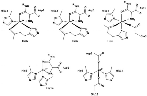 Figure 1. Metal binding modes used in this study. Top row, left-right: Fe_1, Fe_2 and Fe_3. Bottom row, left-right: Cu and Zn.