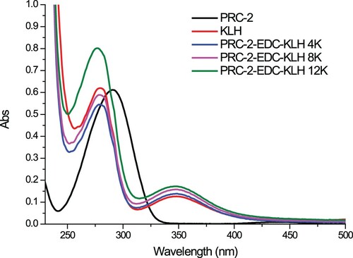 Figure 3. The UV spectra characterization of PRC, PRC-EDC-KLH, and KLH.