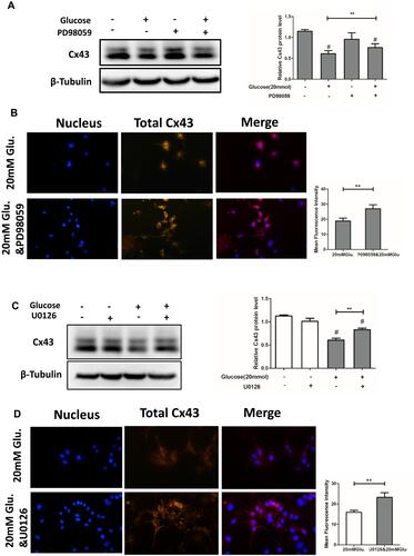 Figure 6 PD98059, an inhibitor of p38 MAPK and U0126, and an inhibitor of ERK1/2 partially reversed the glucose-mediated downregulation of total Cx43 protein. (A) The relative expression levels of Cx43 in cells treated with 20 mM glucose increased from 62.3% to 84.1% following PD98059 treatment as compared to untreated cells. (B) Immunofluorescence microscopy for Cx43. Expression was higher in the PD98059+20 mM glucose group compared to the 20 mM glucose group. A histogram representation of the data is shown on the right. (C) The relative expression of Cx43 in cells treated with 20 mM glucose increased from 61.51% to 82.98% following U0126 treatment as compared to untreated cells. (D) Immunofluorescence microscopy for Cx43. Expression was higher in the PD98059+20 mM glucose group compared to the 20 mM glucose group. A histogram representation of the data is shown on the right. #P<0.01 vs Ctrl. **P <0.01 vs 20 mM Glu. Data are presented as the mean ± standard deviation of three independent experiments.