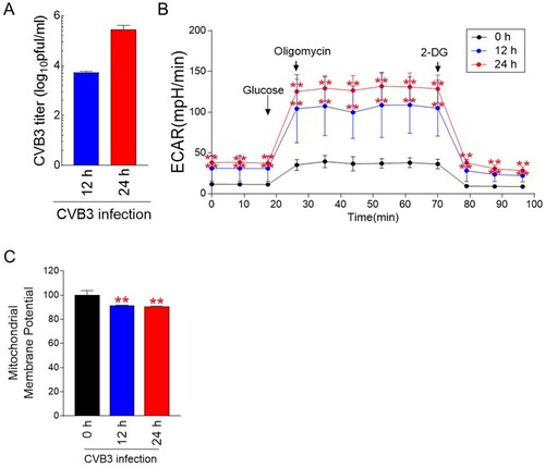 Figure 1. CVB3 induces metabolic alteration through an increase in glycolysis. (A) Hela cells were infected with CVB3 for 12 h or 24 h. Then, plaque assays were then performed to quantify CVB3 titers. Means ± S.D., N = 3. (B) Measurement of the extracellular acidification rate (ECAR) (black line: post infection 0 h, blue line: post infection 12 h, and red line: post infection 24 h) (**P < 0.01, two-way ANOVA followed by Bonferroni’s post test). Means ± S.D., N = 3. (C) Flow cytometric analysis of mitochondrial membrane potential using JC-1 (**P < 0.01, Student’s t-test). Means ± S.D., N = 3.