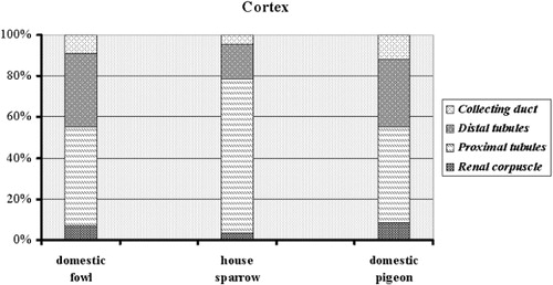 Figure 1. Divided columns representing volumes in the cortex. The volumetric percentage of the collecting duct, distal and proximal tubules and renal corpuscle is shown for each bird.