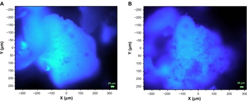 Figure 15 Fluorescence microscopy images showing the overall homogeneity of drug distribution in agglomerated particles.Notes: (A) MOXI:DPPC (25:75); (B) OFLX:DPPC (25:75). Images were obtained using a 20× objective.Abbreviations: MOXI, moxifloxacin; DPPC, dipalmitoylphosphatidylcholine; OFLX, ofloxacin.