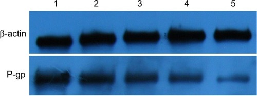 Figure 5 Expression of P-gp in the multidrug resistant leukemia cells by Western blot after different treatments for 48 hours.