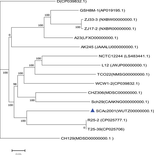 Figure 1 The phylogenetic tree was constructed by aligning the core genome of Aeromonas caviae SCAc2001 strain with 15 other representative A. caviae strains.