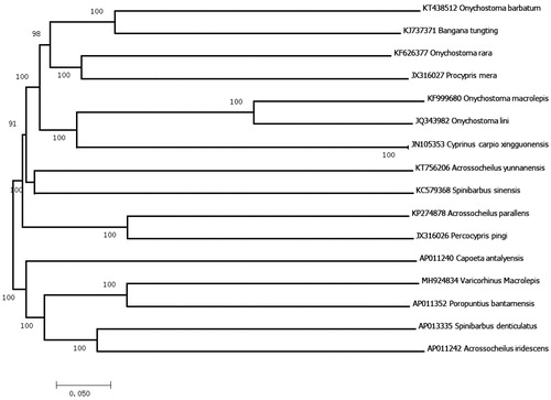 Figure 1. Neighbour-joining (NJ) tree of 16 species complete mitogenome sequence.