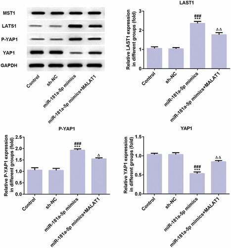 Figure 8. MiR-181a-5p overexpression inhibits proliferation and adhesion of myeloma cells through Hippo-YAP signaling pathway. The proteins (MST1, LATS1, P-YAP1, and YAP1) related to Hippo-YAP signaling pathway were detected by western blot. ***P < 0.001 vs. control group. ###P < 0.001 vs. sh-NC group. ∆P < 0.05 and ∆∆P < 0.01 vs. miR-181a-5p mimics group