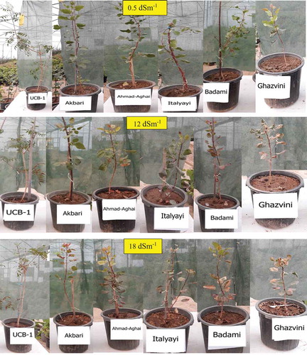 Figure 1. Effects of salt stress on the growth of different pistachio genotypes (rootstocks)