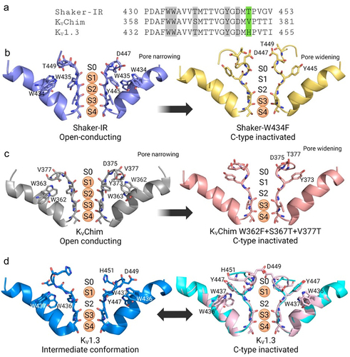 Figure 4. Transition from the open-conducting to the non-conducting C-type inactivated state of Shaker-IR, KVChim and KV1.3. a) amino acid sequence alignment of fly Shaker, rat KVChim and human KV1.3. Residues highlighted in gray are involved in the formation of hydrogen bonds that stabilize the open-conducting conformation. b) Shaker-IR (PDB 7SIP) selectivity filter is in an open-conducting conformation (left), while Shaker-W434F (PDB 7SJ1) selectivity filter is in a dilated C-type inactivated conformation (right). c) KVChim (PDB 2R9R) is in the open-conducting conformation (left) and the rapidly inactivating triple mutant (W362F+S367T+V377T) (PDB 7SIT) is in a dilated C-type inactivated conformation (right). d) KV1.3 with two dilated conformations designated D1 (PDB 7SSX) (left) and D2 (PDB 7SSY) (right). The D2 conformation is identical to the C-type inactivated conformation in the KV1.3-KVβ2 structure (cyan).