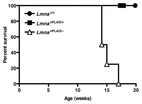 Figure 1 Survival curves for Lmna+/+, LmnanPLAO/+ and LmnanPLAO/− mice. The survival time for male LmnanPLAO/− mice was shorter than for Lmna+/+ or LmnanPLAO/+ mice (n = 4 for each group) (p = 0.002). Previous studies showed that male LmnanPLAO/nPLAO mice had an average survival time of 38.5 weeks (a milder phenotype than LmnanPLAO/− mice),Citation33 suggesting that nonfarnesylated prelamin A is a poorly functioning lamin.