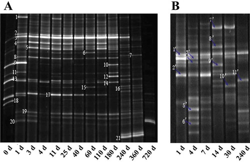 Figure 1. DGGE profiles of bacteria community in processes of industrial fermentation (a) and traditional fermentation (b). Sample A was collected on day 0, 1, 3, 4, 11, 25, 40, 60, 110, 180, 360, and 720 while B was on day 1, 4, 7, 14, 30, and 240.