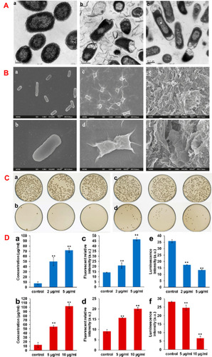 Figure 5 (A) Transmission electron microscopic (TEM) image of (a) E. coli, E. coli exposed to 85µg/ml of (b) GO and (c) rGO nanosheets at 37 °C for 2 h. Reprinted with permission from Hu W, Peng C, Luo W, et al. Graphene-based antibacterial paper. ACS Nano. 2010;4(7):4317-4323. Copyright 2010 American Chemical Society.Citation60 (B) Scanning electron microscopic (SEM) images of (a, b) E. coli, (c, d)E. coli incubated with GO (40 µg/mL), (e, f) E. coli incubated with rGO (40 µg/mL) for 2 h. Reprinted with permission from Liu S, Zeng TH, Hofmann M, et al. Antibacterial activity of graphite, graphite oxide, graphene oxide, and reduced graphene oxide: membrane and oxidative stress. ACS Nano. 2011;5(9):6971-6980. Copyright 2011 American Chemical Society.Citation61 (C) Effect of GO-PEG-Ag on bacterial colonies after 2.5 h of incubation. E. coli incubated with (a) 0 µg/ml, (b) 5 µg/ml of GO-PEG-Ag. S. aureus incubated with(c) 0 µg/ml, (d) 10 µg/ml of GO-PEG-Ag. Reprinted with permission from Zhao R, Lv M, Li Y, et al. Stable nanocomposite based on PEGylated and silver nanoparticles loaded graphene oxide for long-term antibacterial activity. ACS Appl Mater Interfaces. 2017;9(18):15328-15341. Copyright 2017 American Chemical SocietyCitation63 and (D) protein leakage from (a) E. coli and (b) S. aureus suspensions incubated with different GO-PEG-Ag concentrations for 2.5 h. Effect of the different concentrations of GO-PEG-Ag on generation of cellular total ROS of (c) E. coli and (d) S. aureus incubated for 1.5 h. The level of adenosine triphosphate (ATP) of (e) E. coli and (f) S. aureus incubated with different concentrations of GO-PEG-Ag for 1.5 h. **P ≤ 0.01, GO-PEG-Ag groups compared to control group. Experiments were carried out in triplicate and standard error was determined to draw error bars. Reprinted with permission from Zhao R, Lv M, Li Y, et al. Stable nanocomposite based on PEGylated and silver nanoparticles loaded graphene oxide for long-term antibacterial activity. ACS Appl Mater Interfaces. 2017;9(18):15328–15341. Copyright 2017 American Chemical Society.Citation63