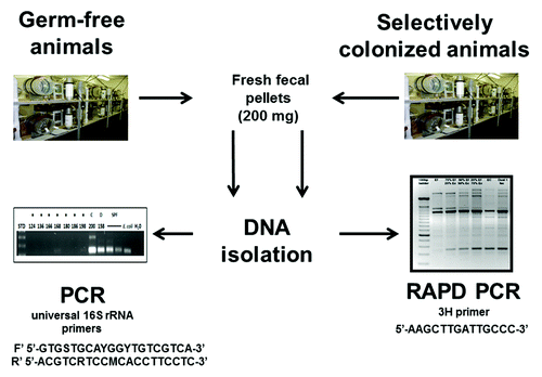 Figure 9. Experimental design. DNA was isolated from GF rodent fecal samples and used as templates for PCR assays using universal bacterial 16S rRNA primers. DNA was similarly isolated from selectively colonized rodent fecal samples and used as templates for RAPD PCR assays.