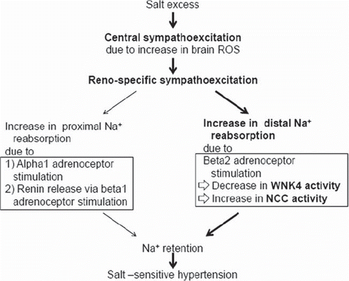 Figure 2. Renospecific sympathoexcitation and WNK4 suppression in salt-sensitive hypertension. Salt excess causes central sympathoexcitation, possibly as a result of brain reactive oxygen species (ROS) overproduction. The resultant renospecific sympathostimulation increases sodium (Na+) reabsorption and blood pressure. It is well known that renal sympathoactivation enhances proximal Na + reabsorption through Ang II overproduction via increased renin release by beta1 adrenoceptor stimulation and through direct alpha1 adrenoceptor activation (left in the figure). We recently suggested an additional pathway of sympathoactivation-induced increase in Na + reabsorption (right in the figure). Beta2 adrenoceptor stimulation in distal convoluted tubules decreased WNK4 activity, resulting in activation of the Na+ -Cl− cotransporter (NCC). The latter mechanism may be important in some types of salt-sensitive hypertension as mentioned in the text.