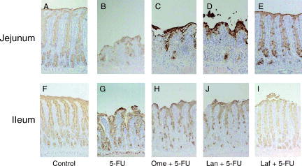 Figure 3.  Immunostaining of the rat jejunal (A–E) and ileal (F–J) mucosae with anti-mucin monoclonal antibody PGM34. Small-bowel tissues were obtained from control rats (A, F), rats treated with 5-fluorouracil (5-FU) alone (B, G), rats treated with omeprazole (Ome) + 5-FU (C, H), rats treated with lansoprazole (Lan) + 5-FU (D, I), and rats treated with lafutidine (Laf) + 5-FU (E, J). Notice that goblet cells in the jejunum and ileum show positive staining with PGM34. Original magnification×25.