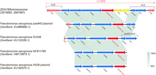 Figure 1 The gene cassette arrays and the genetic map of In1998 and linear comparison with P. aeruginosa strain pae943, P. aeruginosa strain RJ246, P. aeruginosa strain NF811785, P. aeruginosa strain PA26 based on blastn and sequence analysis. Genes are indicated as arrows. Genes, mobile elements, and other features are colored based on function classification.