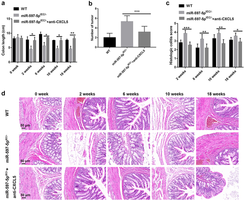 Figure 4. CXCL5 antibody attenuates mucosal injury and slows down the development of neoplasia in AOM/DSS-treated miR-597-5pIEC/- mice. (a) the colon length of mice was gauged. N = 3. (b) the number of tumors was calculated after 18 weeks of AOM/DSS exposure. N = 6. (c-d) histological colitis scores of mice and representative images of histological sections in each group. N = 3.