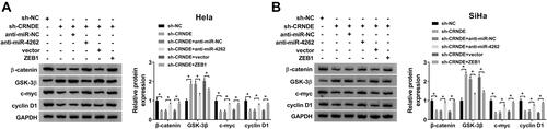 Figure 8 CRNDE activated the wnt/β-catenin pathway by targeting miR-4262/ZEB1 axis in cervical cancer. Hela and SiHa cells were transfected with sh-NC, sh-CRNDE, sh-CRNDE+anti-miR-NC, sh-CRNDE+anti-miR-4262, sh-CRNDE+Vector and sh-CRNDE+ZEB10. (A and B) Detection of the protein expression of β-catenin, GSK-3β, c-myc and cyclin D1 in transfected cells by Western blot. *P<0.05.