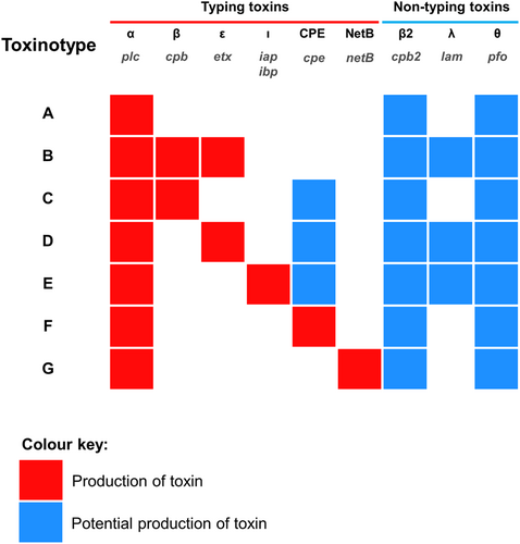 Fig. 1 C. perfringens current toxinotyping system.The names of toxin genes are printed in grey