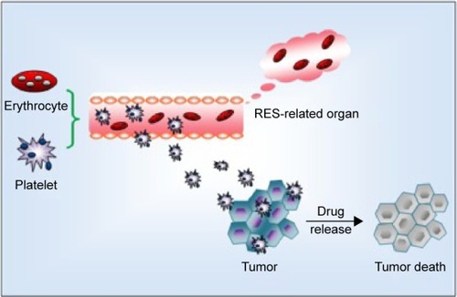 Figure 2 Illustration of the mechanism of erythrocytes and platelets as drug delivery systems.