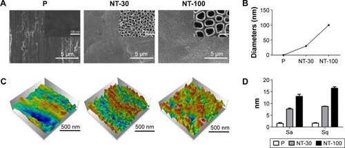 Figure 1 The topography of Ti in different groups.Notes: Ti implant was either P or anodized under 5 V (NT-30) and 20 V (NT-100), respectively. (A) The topography observation by FE-SEM. (B) The diameter distribution of TiO2 nanotubes (NTs). (C) The topography observation by AFM. (D) Surface roughness of Ti in different groups quantified by AFM.Abbreviations: AFM, atomic force microscope; FE-SEM, field emission scanning electron microscope; NT, nanotube; P, polished specimen; Sa, average height; Sq, root mean square height; Ti, titanium.