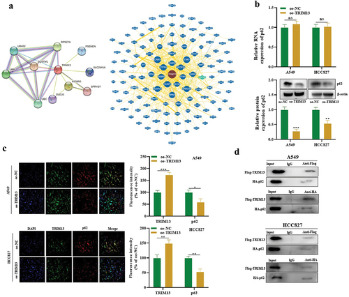 Figure 4. TRIM13 interacts with p62 protein in LUAD cells.