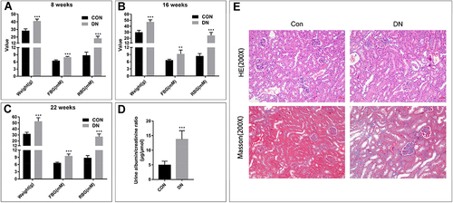 Figure 2 Establishment of DN animal model. (A–C) Weight, FBG and RBG of mice model at 8, 16 and 22 weeks. (D) Urinary albumin/creatinine ratio at 22 weeks in mice model. (E) HE and Masson staining of kidney of mice. The number of mice in each group was 5. (**P<0.01, and ***P<0.001).