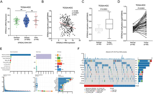 Figure 3 Genetic alterations of ST6GAL2 in HCC. (A) The ST6GAL2 mRNA expression in tumor tissues of gene copy neutral (n = 283), deletion (n = 45), and duplication (n = 40) groups in the TCGA-HCC database. ns: no significant difference. (B) The correlation between ST6GAL2 mRNA expression and gene methylation in HCC. (C) The ST6GAL2 methylation levels in HCC (n = 377) and its adjacent liver tissues (n = 50). (D) The ST6GAL2 methylation levels in HCC (n = 50) and its paired adjacent tissues (n = 50). (E) The information of variant classification, variant type, SNV class, variants per sample, variant classification summary, and top 10 mutated genes in HCC. (F) The mutation distribution of the top 10 mutated genes in ST6GAL2 high and low groups in HCC.