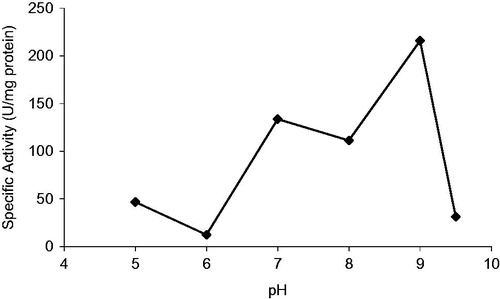 Figure 4. Specific activity – pH graph for purified bovine xanthine oxidase.