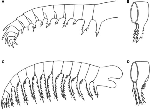 Figure 7. Reconstructions of Emu Bay Shale radiodont frontal appendages. A, B, Anomalocaris daleyae sp. nov. A, entire appendage. B, oblique cross-section of first claw podomere (Cp1) showing enlarged paired endites, each bearing three pairs of auxiliary spines. C, D, Echidnacaris briggsi (Nedin, Citation1995). C, entire appendage. D, oblique cross-section of typical claw podomere in middle portion of appendage showing paired endites bearing both auxiliary spines and spinules.