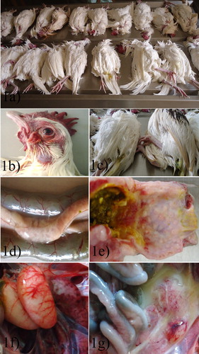 Figure 1. (a) Carcasses from the outbreaks showing high mortality. (b) Conjunctival and corneal congestion with comb and wattle congestion. (c) Greenish-yellow faecal pasting of the vent in carcasses. (d) Diffuse pancreatic necrosis. (e) Proventriculo-ventricular junction ecchymotic haemorrhages. (f) Testicular vascular congestion, severe. (g) Ovarian follicular congestion with ecchymotic haemorrhages and egg yolk peritonitis.
