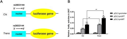 Figure 6. The effect of rs3833144 on gene transcriptional activity as determined by luciferase reporter assay.(A) plasmids used for luciferase reporter assays. DNA fragments containing variant rs3833144 (210-bp for insertion allele and 206-bp for deletion allele) were directionally subcloned into pGL3-promoter vector. (B) The luciferase activities were compared between construct groups containing different alleles in 293T lines, regardless of 5’ or 3’ direction of the fragments (###P < 0.001, compared with pGL3-proWT in cis group; ##P < 0.01, compared with pGL3-proWT in trans group). The luciferase activities of both insertion or deletion construct group were compared between construct groups including different directions of the fragments (**P < 0.01); Cells transfected with pGL3-proWT-cis/trans or pGL3-proMT-cis/trans showed a significantly higher luciferase activity as compared with cells transfected with pGL3-promoter (+++P < 0.001).