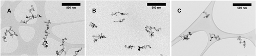 FIG. 10 TEM micrographs of the (a) intact, (b) impacted and deposited, and (c) impacted and bounced particles.