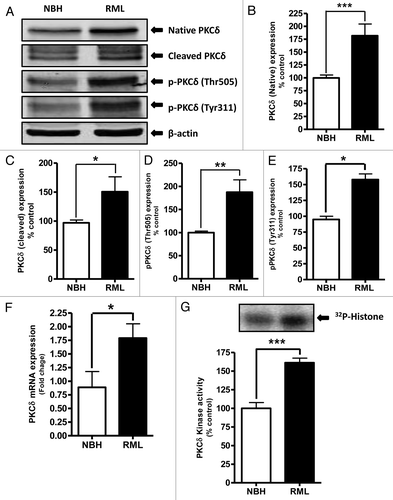 Figure 2. Proteolytic activation of PKCδ in RML scrapie-infected organotypic cerebellar slice culture. (A) Representative western blots for PKCδ upregulation, cleavage and phosphorylation upon RML-scrapie infection in cerebellar slice cultures. Densitometric analysis of western blots for (B) Native PKCδ (C) Cleaved PKCδ (D) p-PKCδ (Thr505) and (E) p-PKCδ (Tyr311) upregulation upon RML scrapie infection. Each group represented as mean ± SEM from at least five separate measurements. (F) qRT-PCR analysis for PKCδ mRNA expression following RML scrapie infection. Each group represented as mean ± SEM from at least six measurements from three separate experiments. (G) PKCδ immunoprecipitation (IP)-kinase assay for augmented kinase activity upon RML scrapie infection in organotypic slice cultures. Each group represented as mean ± SEM from at least four measurements from two separate experiments (*P < 0.05 vs NBH, **P < 0.01 vs NBH, ***P < 0.001 vs NBH).