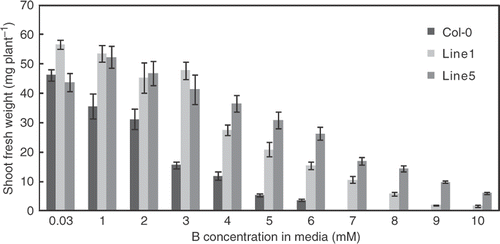 Figure 2. Growth of transgenic A. thaliana overexpressing BOR4 under a range of boron (B) concentrations. Fresh weights of aerial portion of the plants were determined. Wild type (Col-0) and transgenic lines 1 and 5 were grown with solid media containing high (1, 2, 3, 4, 5, 6, 7, 8, 9 and 10 mM boric acid) for 18 days and growth was compared with that using the control media (0.03 mM boric acid). Wild type plants did not grow on media containing 7 mM or more boron and growth was not determined. Means ± SE are shown (n = 4–16). Compared to the control condition, significant differences were found at 1 mM and more in Col-0, at 4 mM and over in Line1, and at 5 mM and more in Line 5 (p < 0.05, Student's t-test for comparison with the control condition of the same plant line). Significant differences were detected at all the conditions in Line 1, and at 1 mM and more in Line 5, compared with Col-0 plants (p < 0.05, Student's t-test for comparison with Col-0 plants under the same condition).