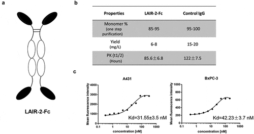 Figure 2. Engineering and characterizing of LAIR-2-Fc recombinant protein. (a) Structural model of LAIR-2-Fc fusion protein generated in this study. The format is comprised of IgG-Fc linked to LAIR-2 fragments. (b) A summary of the properties of LAIR-2-Fc and the control IgG1. (c) Apparent binding affinities of the LAIR-2-Fc recombinant protein. Increasing concentrations of LAIR-2-Fc was incubated with collagen-expressing A431 and BxPC-3 cells. The binding of LAIR-2-Fc to both cell lines was assessed by flow cytometry. All data are presented as the mean ± SEM (n = 3) from one of three representative experiments