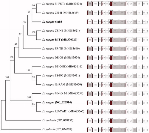 Figure 1. Phylogenetic analysis. We conducted a comparison of the mitochondrial genomes of 15 daphnids. Twelve protein-coding genes of each mitochondrial genome except for ND2 gene were aligned using MEGA software (ver. 7.0) with the ClustalW alignment algorithm. To establish the best-fit substitution model for phylogenetic analysis, the model with the lowest Bayesian Information Criterion (BIC) and Akaike Information Criterion (AIC) scores were estimated using a maximum likelihood (ML) analysis. According to the results of model test, maximum likelihood phylogenetic analyses were performed with the LG + G + I model. Gray, the opposite direction of PCGs.