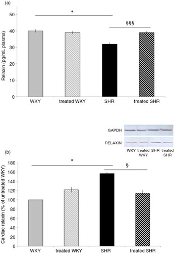 Fig. 2 Influence of melon concentrate supplementation on relaxin concentration. (a) Plasma relaxin level. (b) Cardiac protein expression of relaxin. Quantification was made after standardization within membranes by expressing the density of the band of relaxin relative to that of GAPDH in the same lane. Results are then expressed as relative change from untreated WKY band intensity. *p<0.05 compared with untreated WKY; § p<0.05 and §§§ p<0.001 effect of melon concentrate treatment, compared with the untreated group.
