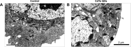 Figure 6 Induction of morphological changes of ER in HUVECs.Notes: Cells were treated with 10 µg/mL CdTe QDs for 24 hours. TEM analysis showing regular cisternae of rough ER (arrowed in (A)) or dilated cisternae (arrowed in (B)) in normal or QDs-treated HUVECs. Bar =2 µm.Abbreviations: ER, endoplasmic reticulum; HUVECs, human umbilical vein endothelial cells; CdTe QDs, cadmium telluride quantum dots; TEM, transmission electron microscopy; QDs, quantum dots; N, nucleus.