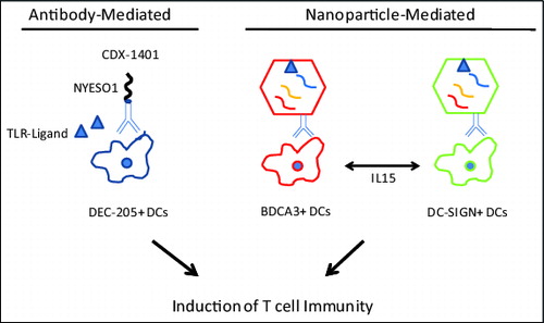 Figure 1. Emerging strategies for targeting human DCs in situ. Dendritic cell (DC)-based therapeutic vaccines could include antibody-antigen conjugates (left) and nanoparticle-mediated delivery of DC activation (right). Activated DCs subsequently stimulate T cells and potentiate T-cell mediated anticancer immunity.
