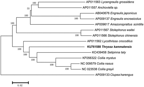 Figure 1. Neighbour-joining (NJ) tree showing relationships among Thryssa kammalensis and related families.