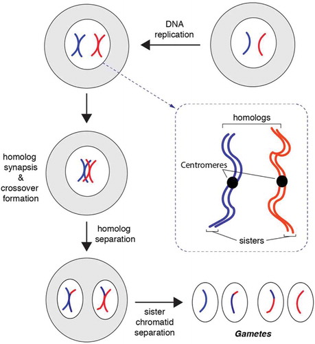 Figure 1. Chromosomal changes that take place during meiosis. Diagram illustrating the major steps in meiosis. Meiosis proceeds through a single cycle of DNA replication followed by two cycles of cell division, resulting in a reduction in chromosome copy number to yield haploid spores or gametes. We refer the reader to several recent reviews for more in–depth descriptions of the mechanisms underlying meiosis [Citation1,Citation3,Citation33].