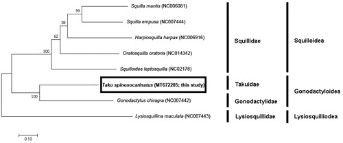 Figure 1. Phylogenetic tree of complete mitochondrial genomes from eight stomatopods (Oratosquilla oratoria (NC014342), Gonodactylus chiragra (NC007442), Harpiosquilla harpax (NC006916), Squilla empusa (NC007444), Squilla mantis (NC006081) Lysiosquillina maculata (NC007443), and Taku spinosocarinatus (MT672285)) constructed using maximum likelihood (ML) method.
